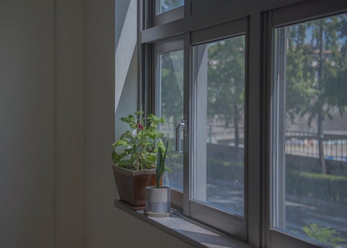 Green leaf plant near window