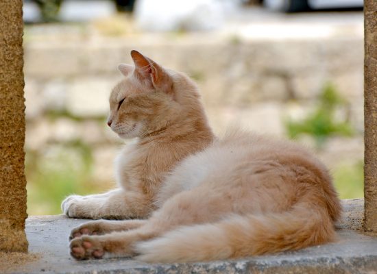 Internationella Kattdagen Rhodos stad katt