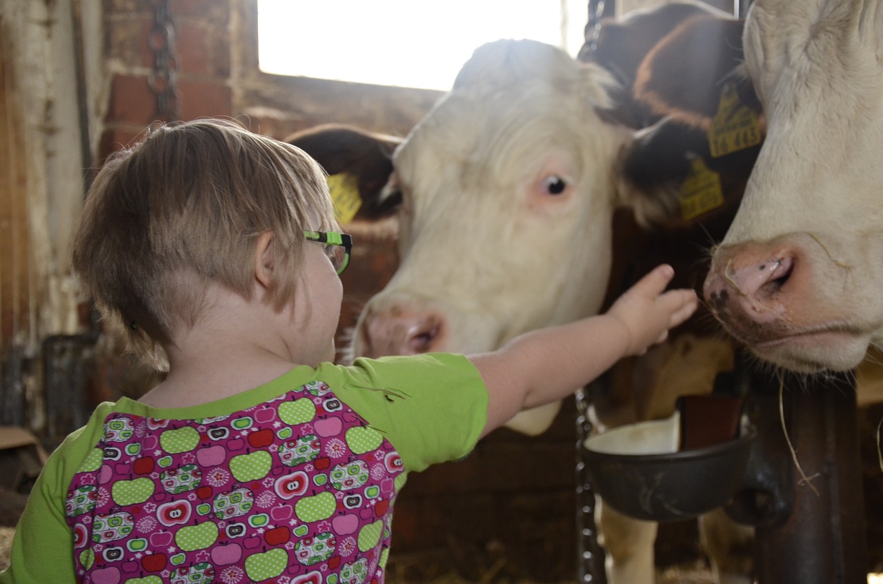 Ein kleines Mädchen von seitlich hinten streckt die Hand nach einer Kuh aus um sie zu streicheln