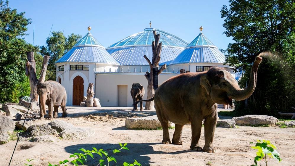 Elefanten vor Elefantenhaus - Tierpark Hellabrunn in München . Foto: Marc Müller/Tierpark Hellabrunn