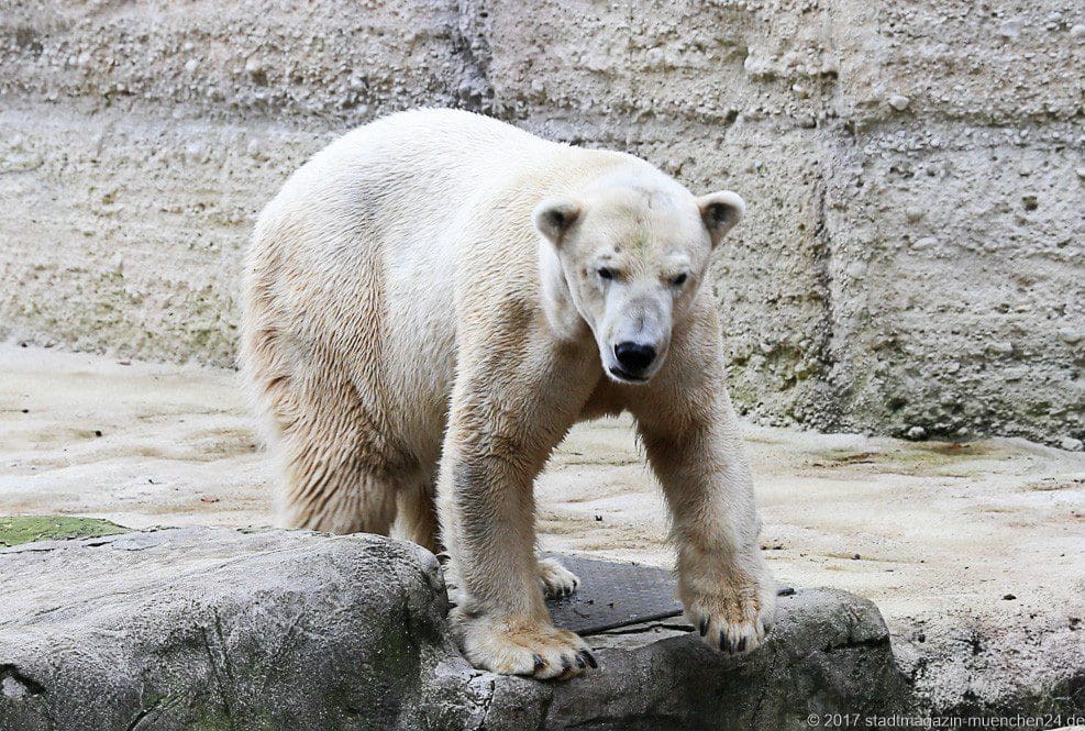 Eisbär Yoghi Tierpark Hellabrunn München