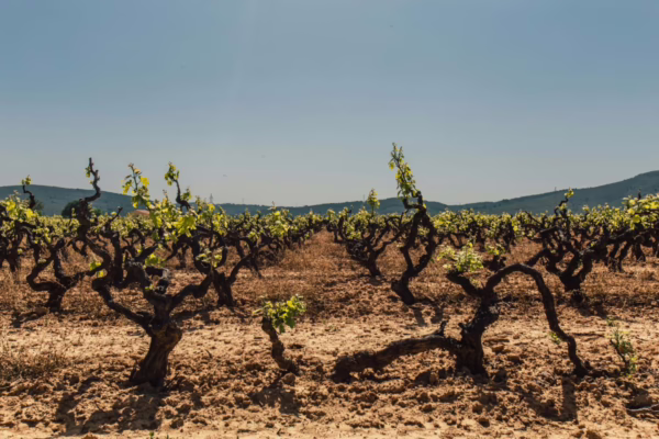 “Vieilles vignes” eller “old vines” – kært barn har mange navne, men hvad betyder det? old vines