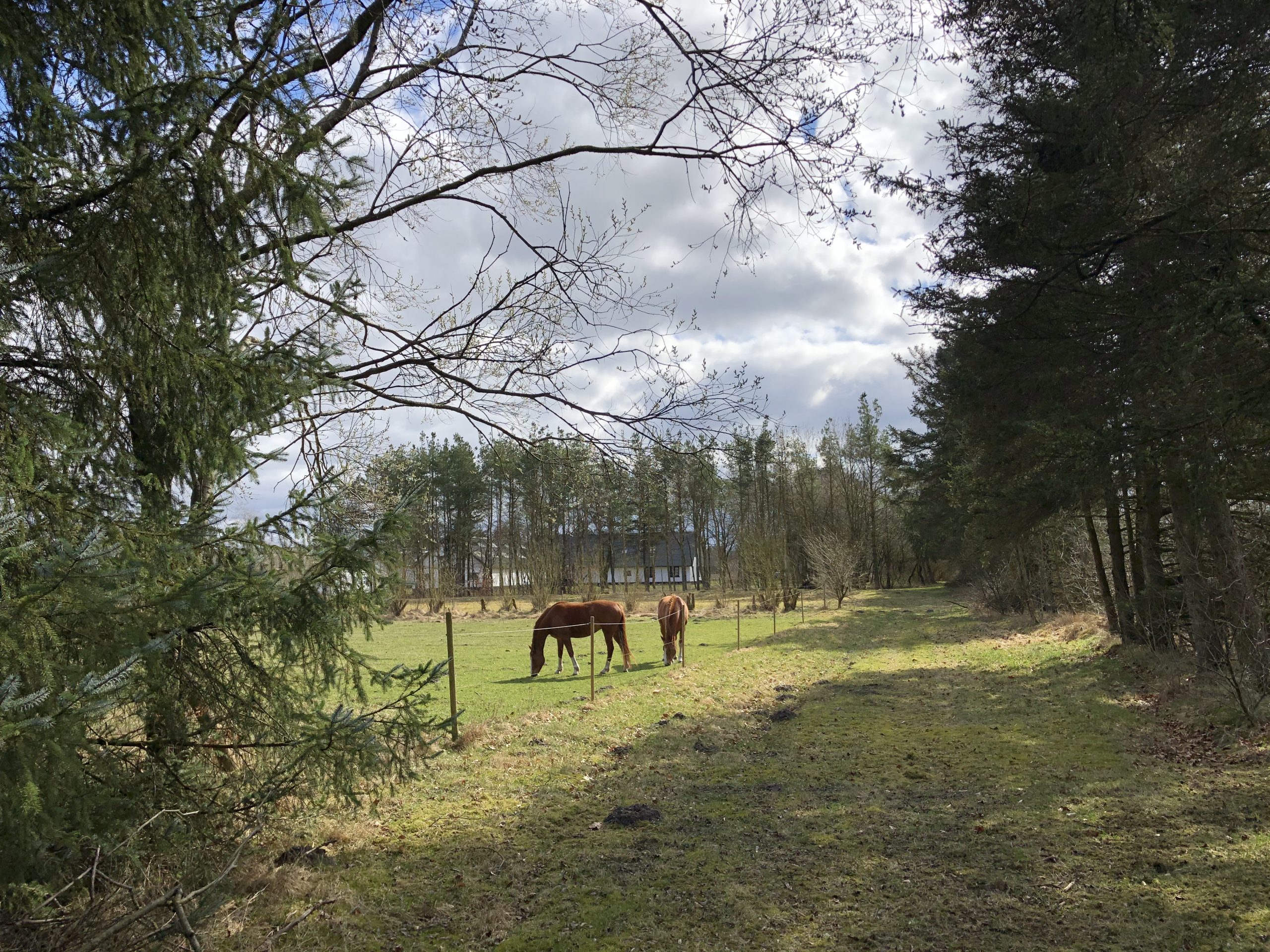 Hestepigerne på folden tæt på skoven
