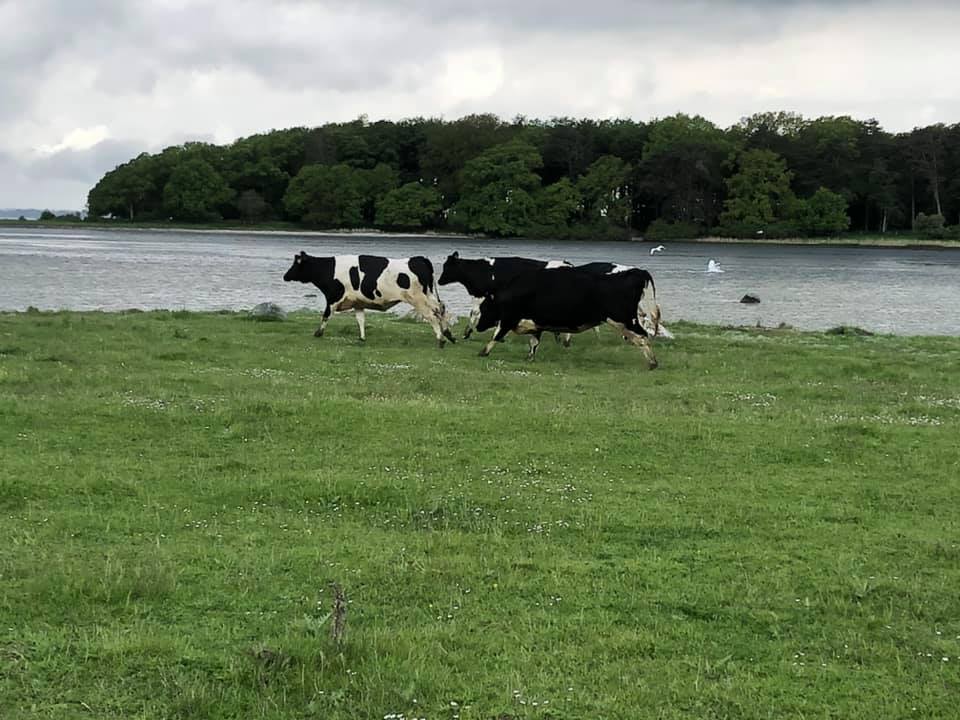danske køer på grøn græsmark på Eskildsø
