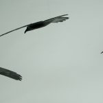 Skulpturer av kråkor från järnsmides-utställningen "Mellan kikaren och städet"