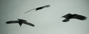 Skulpturer av kråkor från järnsmides-utställningen "Mellan kikaren och städet"