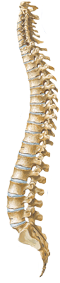 spine