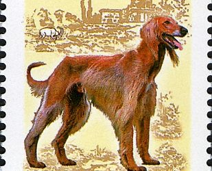 DOGS ON STAMPS: Afghan Hound