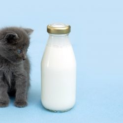 cat-milk-bottle-glass-bottle-cat-food-shopping-cart-domestic-pet-feed-kitty-baby-cat-kitten-animal_t20_drWeK3