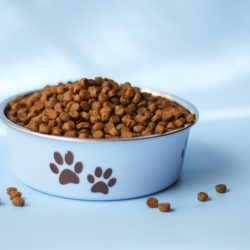 copy-space-blue-background-spoiled-pets-dog-food-dog-bowl-dry-dog-food-animal-food_t20_JJ4Z8k