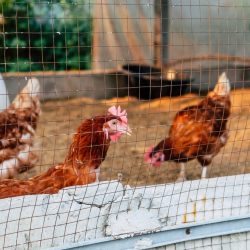 image-of-chickens-on-traditional-free-range-poultry-farm-in-thailand-agriculture-animal-animal-body_t20_3g9Qr2