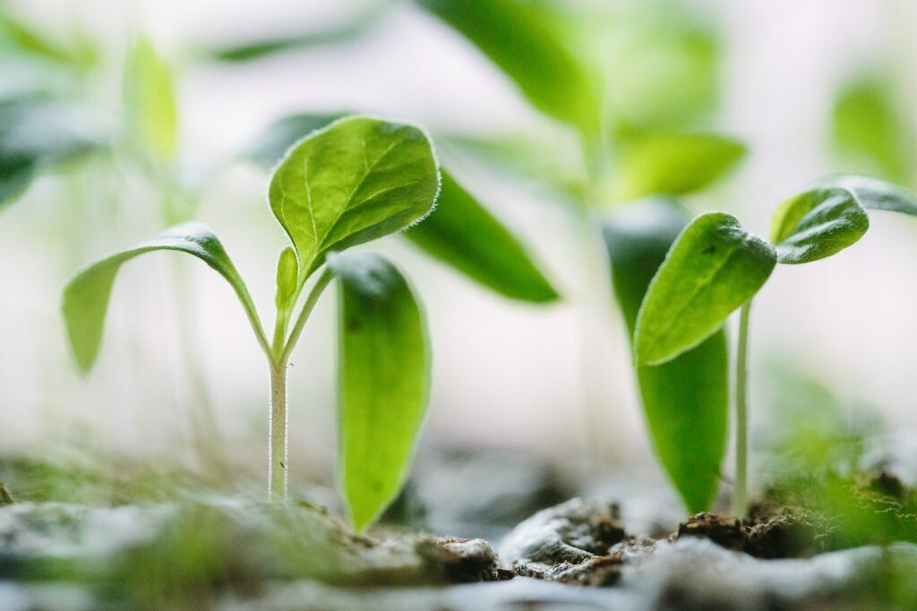 The Significance and Impact of the International Day of Plant Health green plants on soil