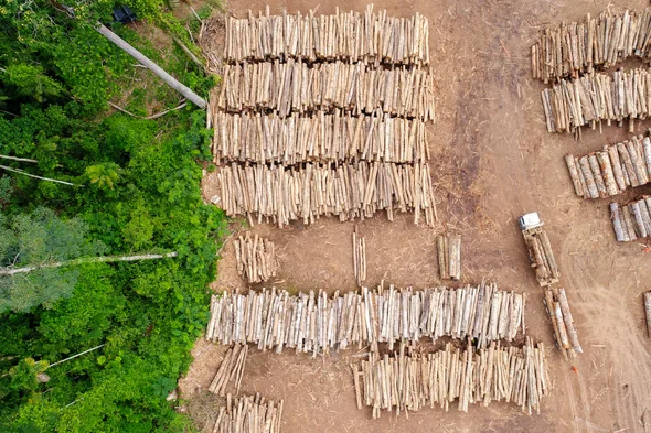 Ecological collapse of Amazon Rainforest is imminent as a result of deforestation.