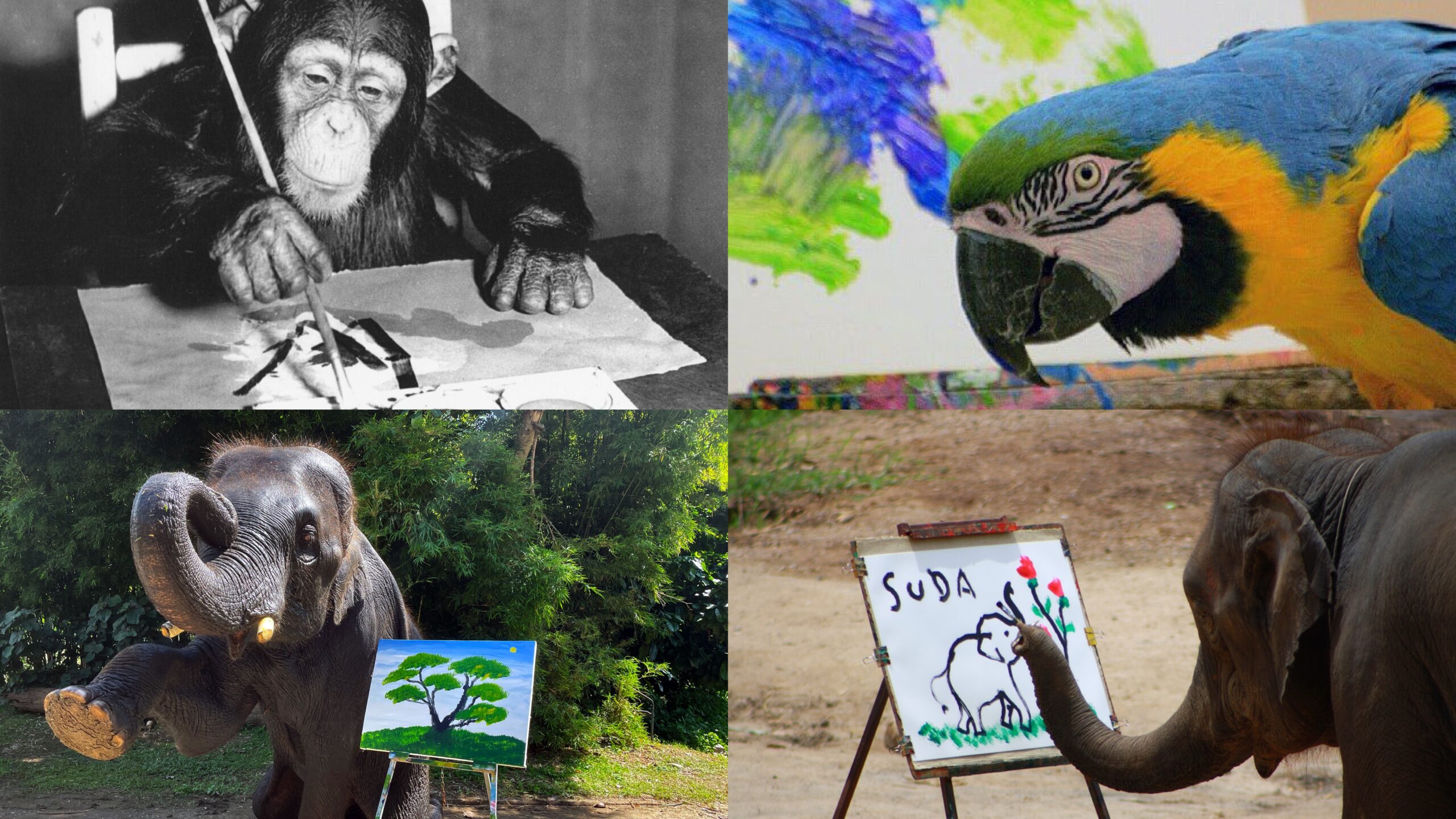 Artistic Expressions Beyond Humans: Exploring Animals That Create Drawings and Paintings