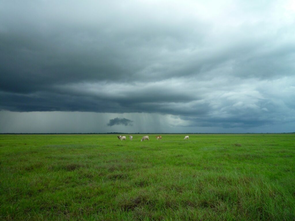 animals on green field under cloudy sky Venezuela's Canaima National Park Majestic Adventure