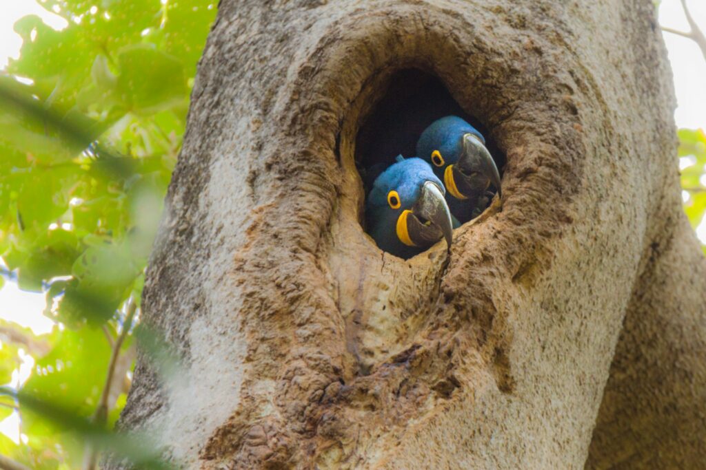 two small-beaked blue bird in tree trunk Pantanal Wetlands Capturing the Wild