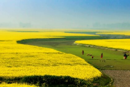 people on green field near yellow flower field