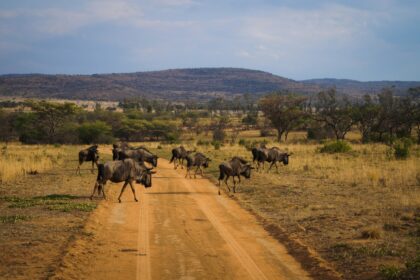 herd of horses on brown field during daytime