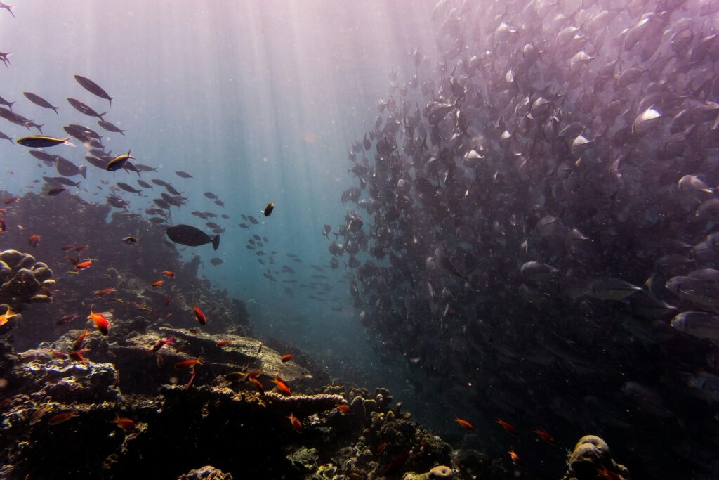 school of fish under water Sipadan Island Scuba Diving Adventures