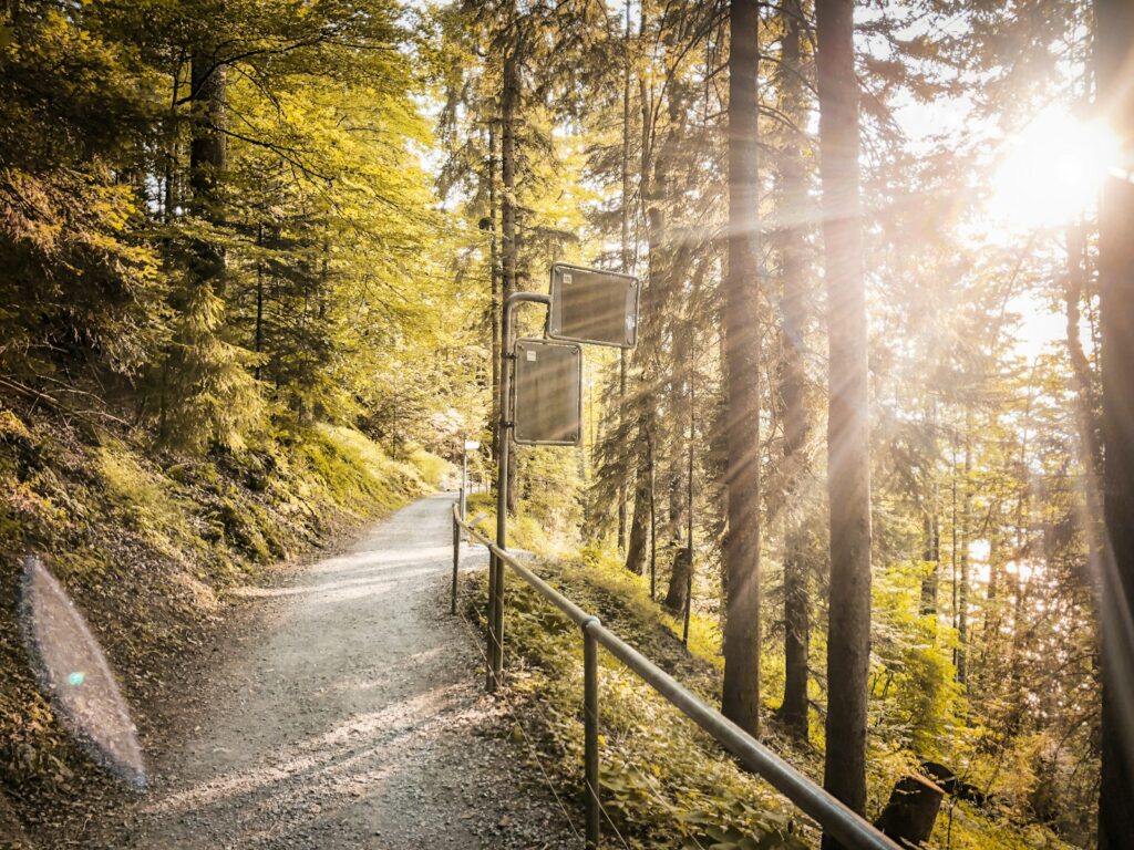 pathway on forest Vibrant Zurich Swiss Adventure