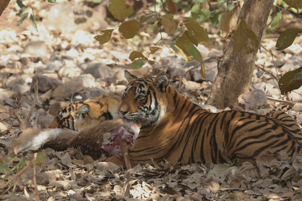 a tiger eating a carcass in the woods Ranthambore National Park Capturing the Wild