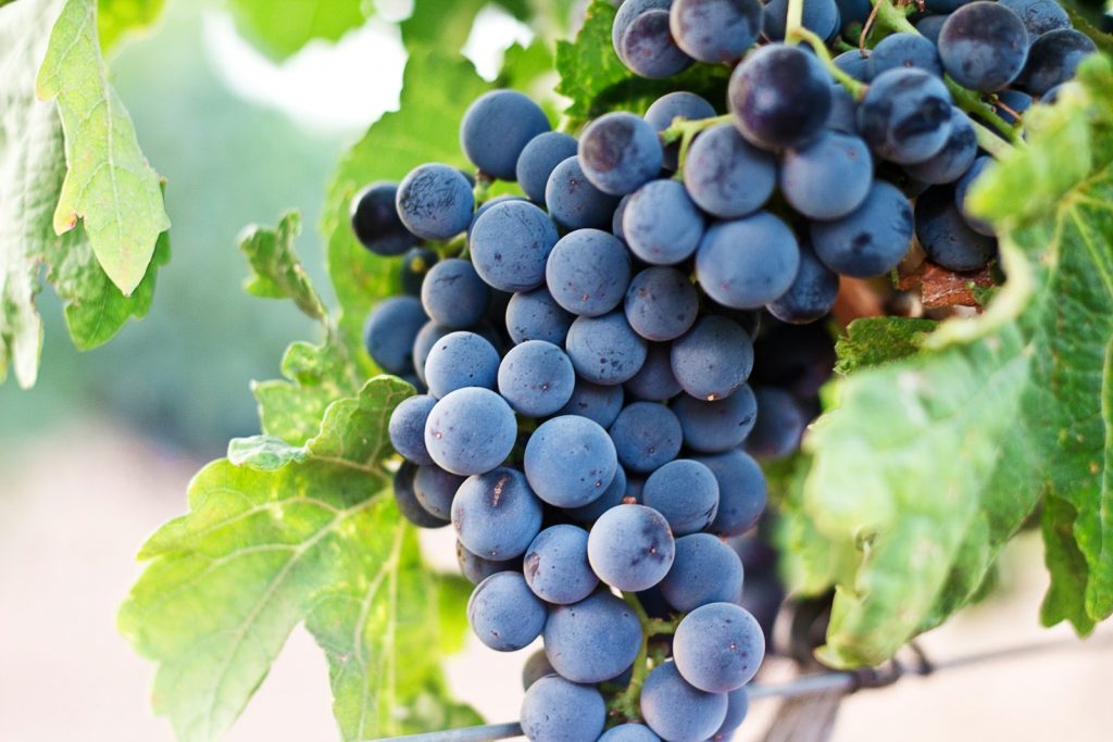 grapes Iconic Wine Regions Uncorking the World