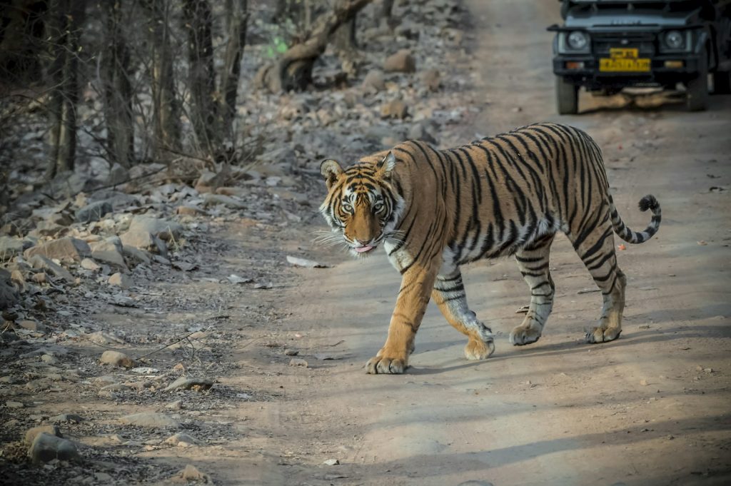 a tiger walking across a dirt road next to a forest Embarking on Wildlife Safaris