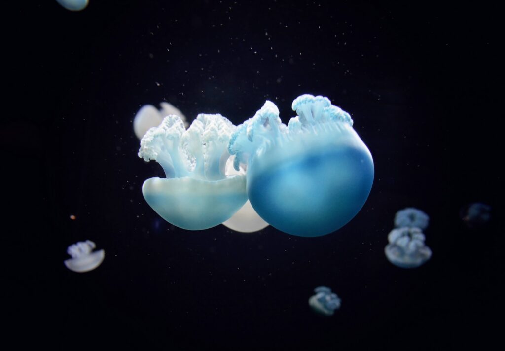 school of blue jellyfishes Poe's Baltimore Exploring Literary Legacies