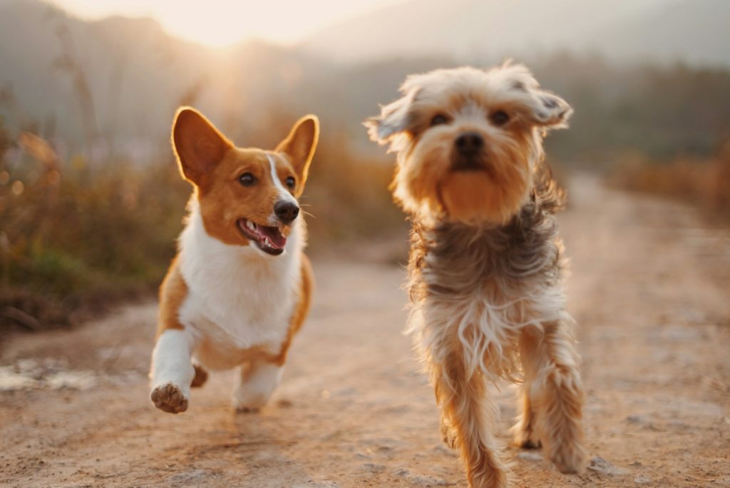 two brown and white dogs running dirt road during daytime Choosing Pet-Friendly Accommodations Traveling with Pets