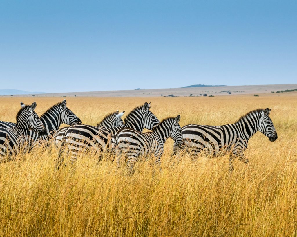 group of zebra walking on wheat field Respect Wildlife and Local Communities Roaming with Purpose