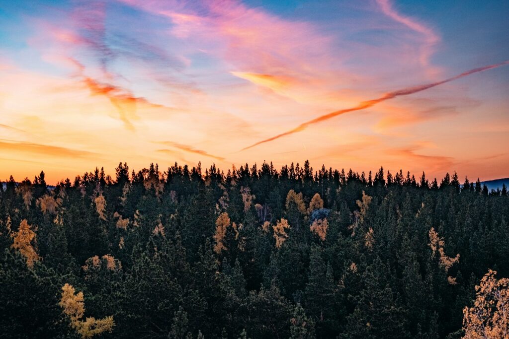 a beautiful sunset over a forest with trees Taiga Forest Heart of Nature