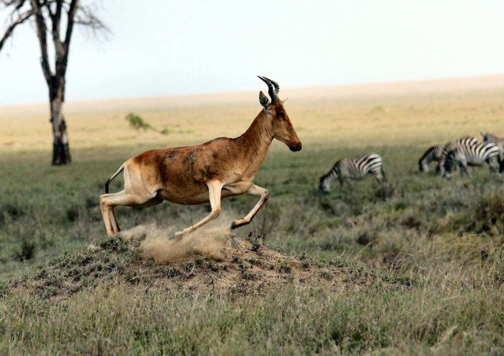 brown antelope and zebra on field at daytime Serengeti National Park Capturing the Wild