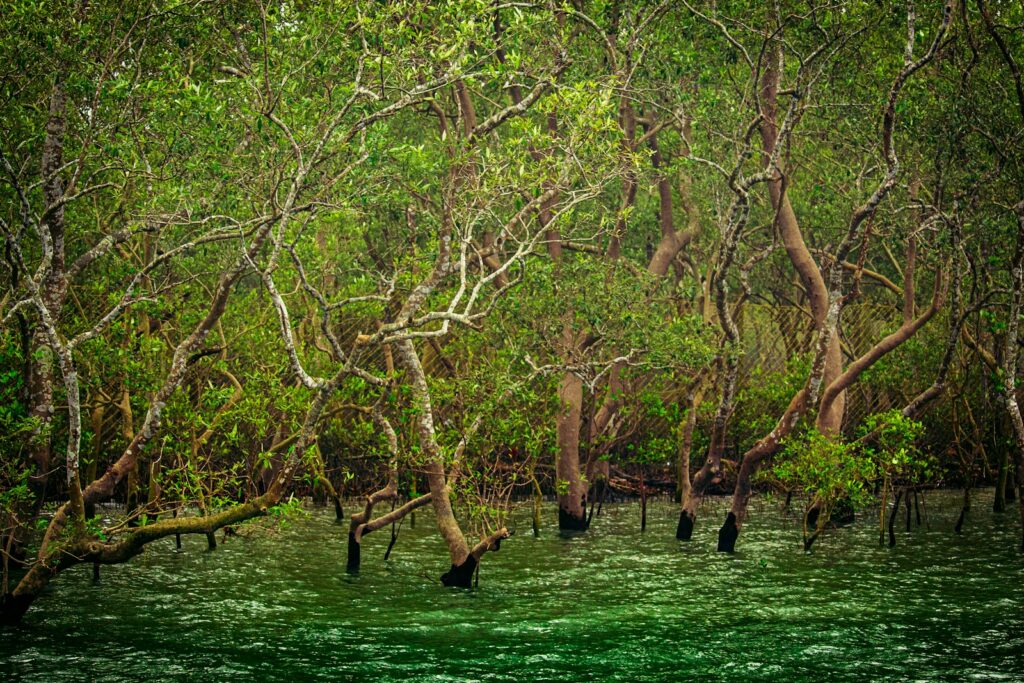 green trees on green grass field during daytime Sundarbans Mangrove Forest Heart of Nature