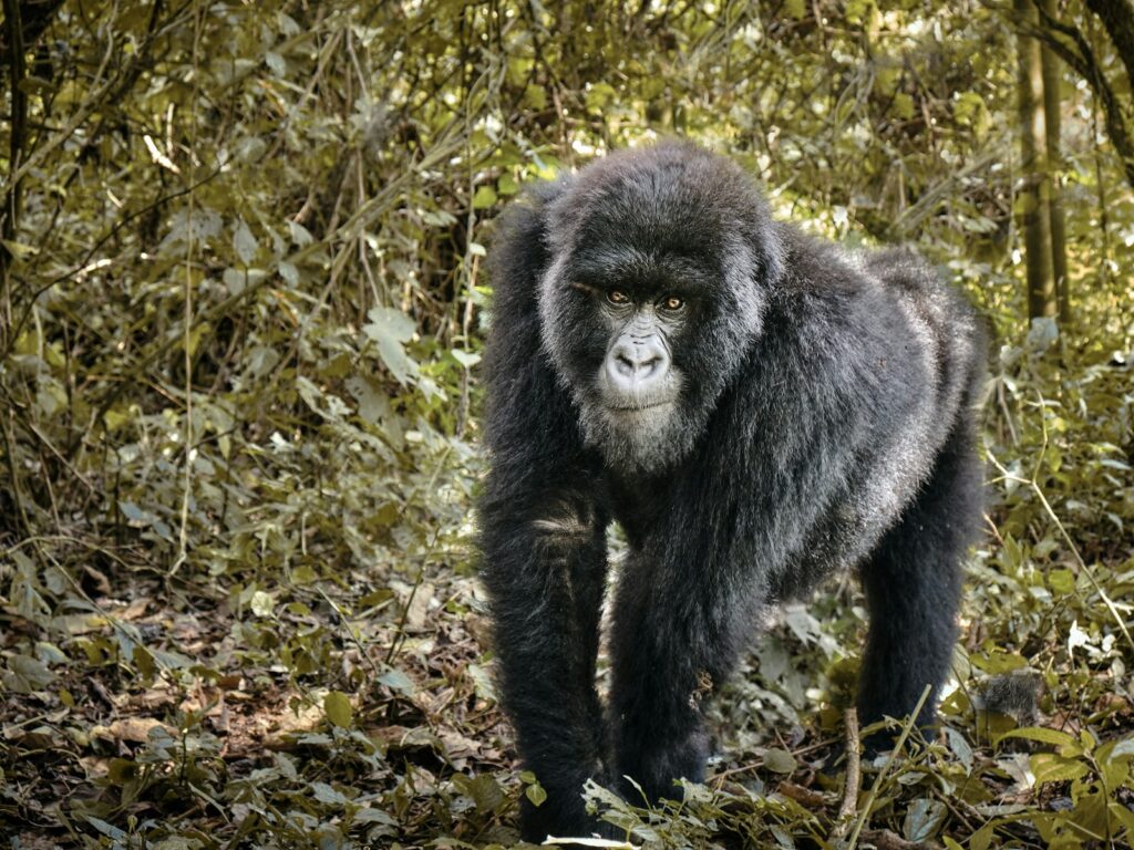 black gorilla on green grass during daytime Congo Basin Heart of Nature