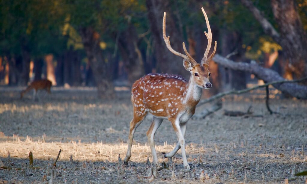 brown and white deer during daytime 7 Exciting Facts About Bangladesh: A Closer Look
