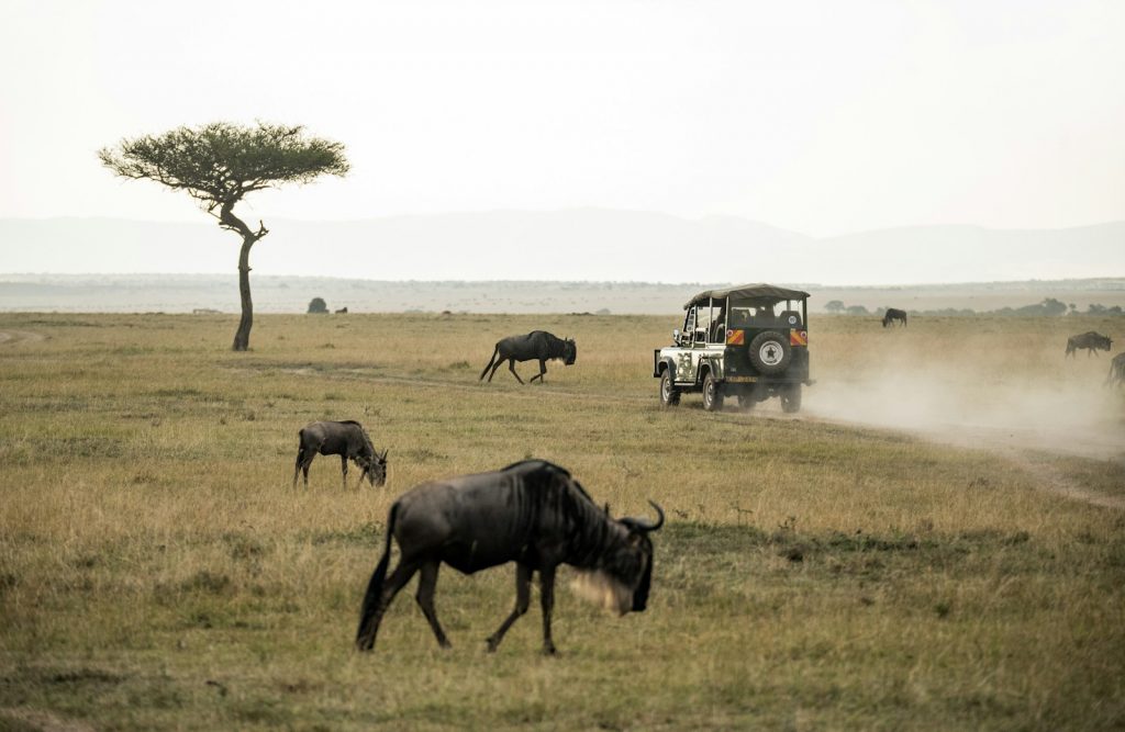 wildebeest on open field Embarking on Wildlife Safaris