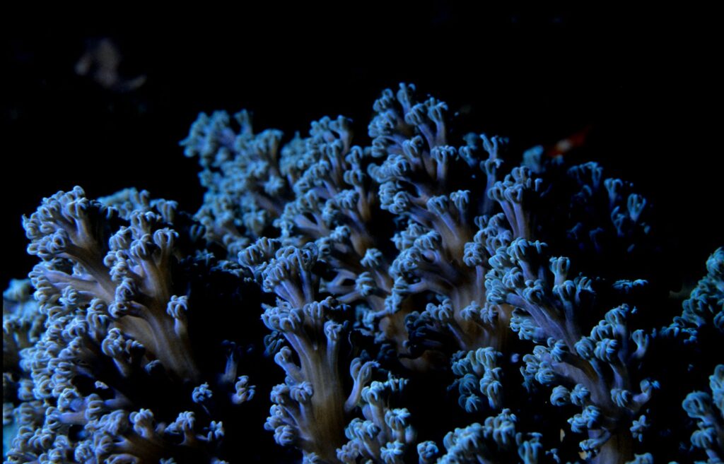 blue corals Belize Barrier Reef Scuba Diving Adventures