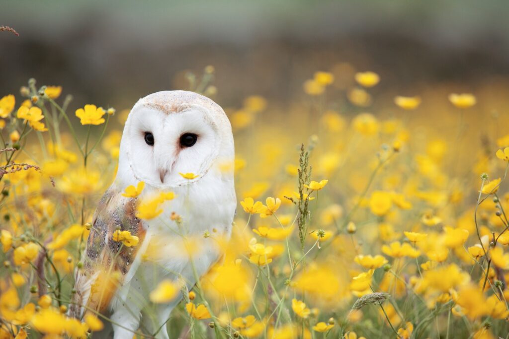 white and brown barn owl on yellow petaled flower field Joy of Bird Watching World Through Bird Watching