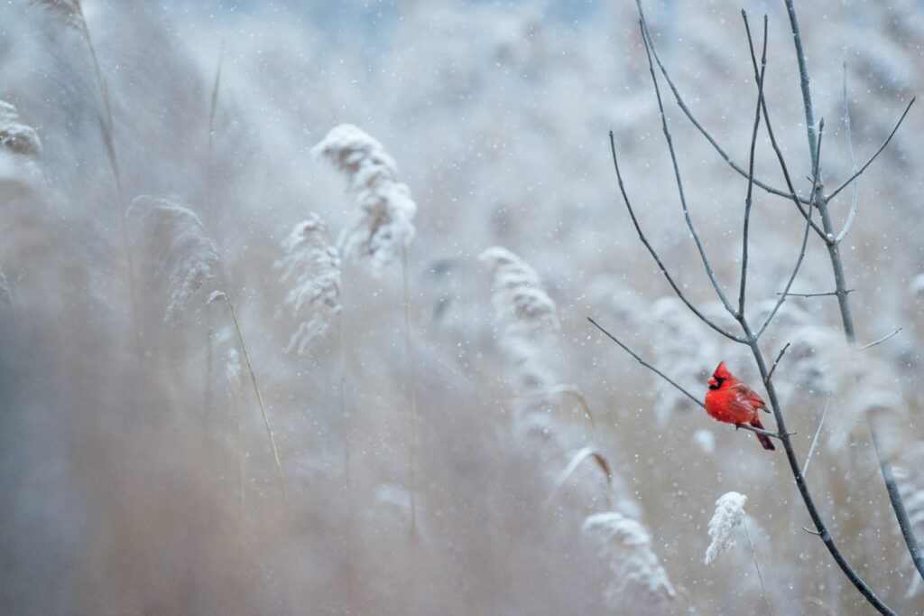 Winter's Wonders selective focus photography of cardinal bird on tree branch