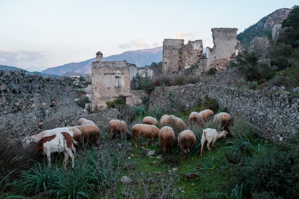 a herd of sheep standing on top of a lush green hillside