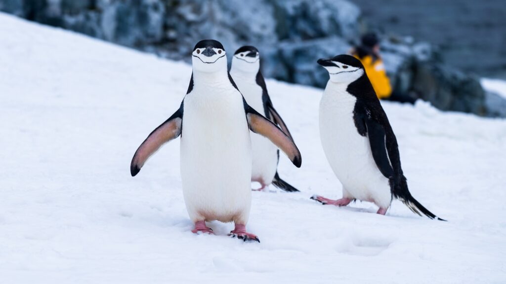 penguins on snow covered fields during daytime Penguin Diner 