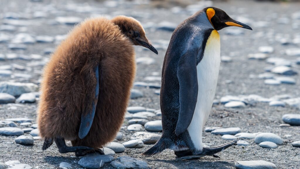 two brown and white penguins walking on stone covered field Penguin Diner 2 Penguin Diner