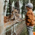 boy feeding a animal during daytime