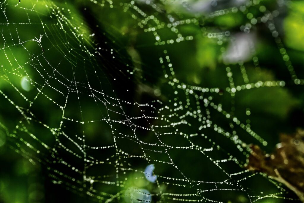 water droplets on spider web in close up photography Match-3 Elements Tropical Merge