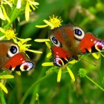 butterflies, flower background, peacock butterflies