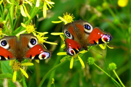 butterflies, flower background, peacock butterflies