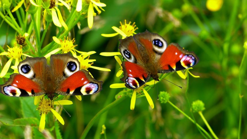 butterflies, flower background, peacock butterflies