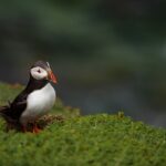 puffin, bird, nature