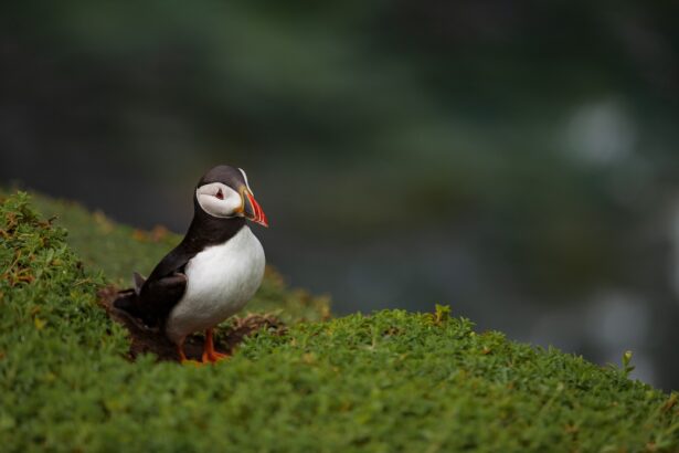 puffin, bird, nature