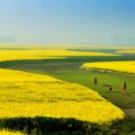 people on green field near yellow flower field